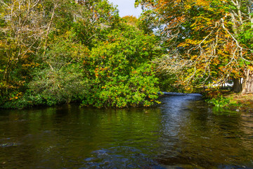 Fototapeta na wymiar Trees and reflection in Owenriff river