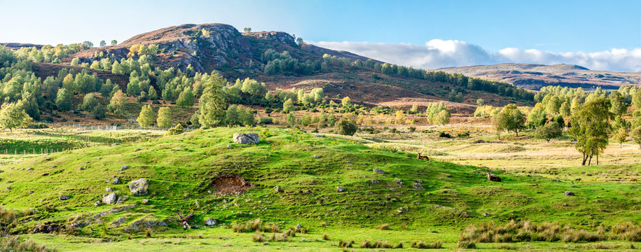 Panorama of Scottish Highlands outdoors and red deers lying down on the hills slopes