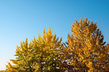 farbiger Herbst, herbstwald