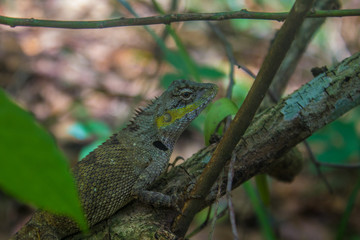 green lizard between trees in vietnamese rainforest