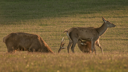 Hirschfamilie mit Kalb
