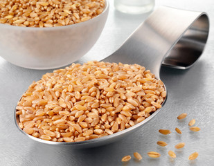 SPOONFUL OF WHEAT GRAIN