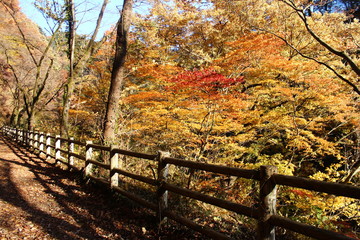 Fototapeta premium 足尾線 廃線 紅葉