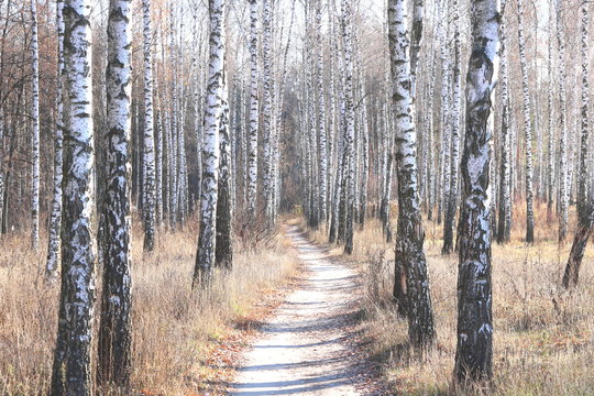 Fototapeta beautiful scene with birches in yellow autumn birch forest in october among other birches in birch grove