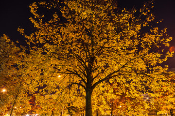 Golden autumn linden, photographed at night and illuminated from behind by a street lamp