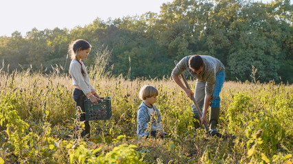 Farmer with children harvesting organic sweet potato on the field of eco farm.