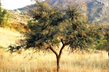 khejadi tree