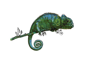 drawing of a chameleon gray-green © sfischka
