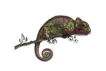 drawing of a chameleon is brown-grey © sfischka