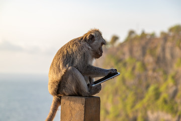 Naklejka premium Małpa złodziej siedzi ze skradzionym telefonem komórkowym o zachodzie słońca w pobliżu świątyni Uluwatu, krajobraz wyspy Bali. Indonezja.