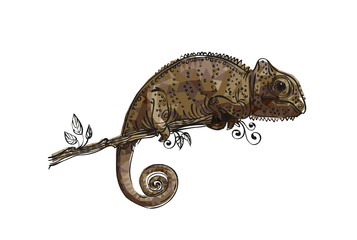 drawing of a chameleon brown © sfischka