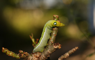 Green worm with red tail eating lotus leaf