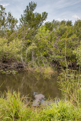 everglades national park