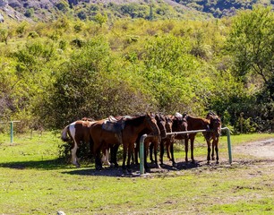 Horses are on a green meadow.