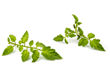 Two fresh branches of tomato  isolated on a white background.