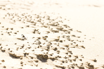 close up from sand in north sea, on island Texel in the Netherlands