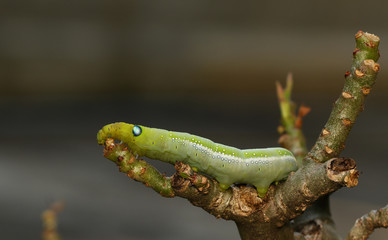 Green worm with red tail eating lotus leaf