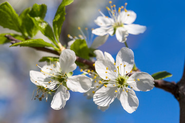 Fototapeta na wymiar Flower of cherry wood.