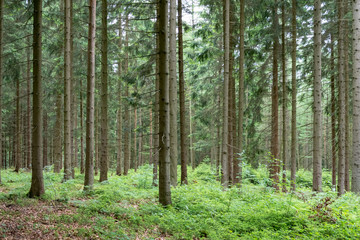 coniferous forest in summer