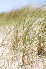 Close up of dune at the Dutch North Sea. Wadden sea, Friesland, Texel.