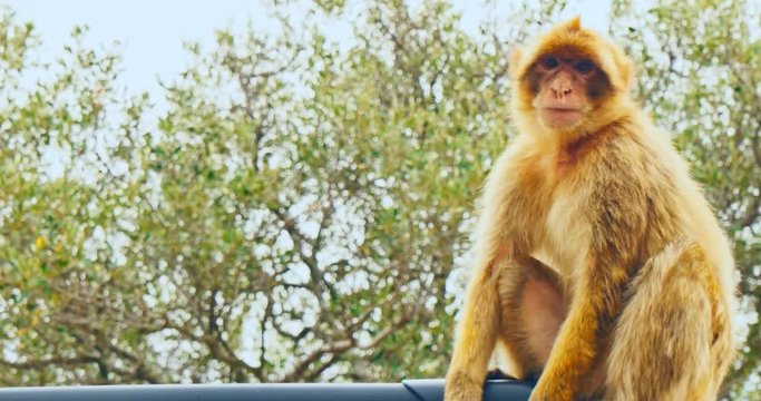 Barbary macaques sitting on car's roof