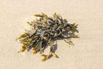 close up from seawead in sand in the north sea, on island Texel. Netherlands.