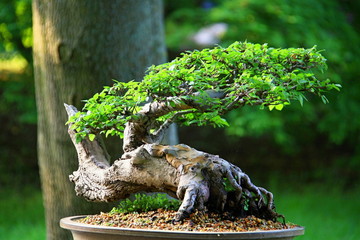 Bonsai with nice trunk in sunlight