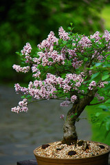 Fructiferous bonsai lilac in flowerpot in garden