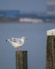 Seagull on wooden beach pole with buildings in the background