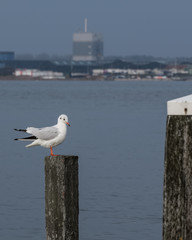 Seagull on wooden beach pole with buildings in the background