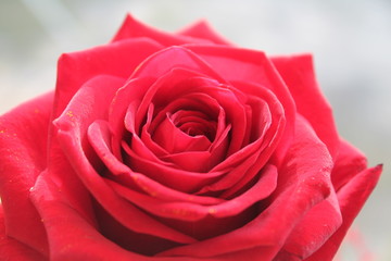 Red rose