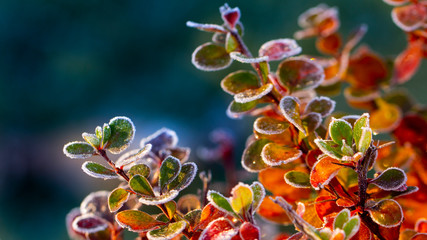 Fototapeta premium Closeup of barberry leaves covered with morning frost