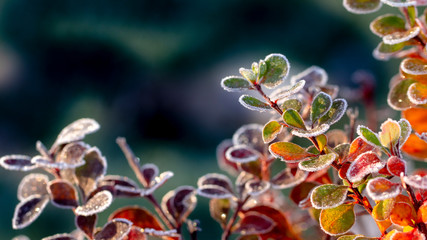 Closeup of barberry leaves covered with morning frost