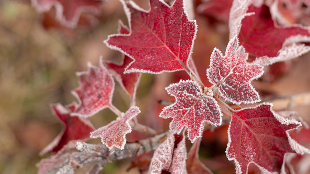 Closeup of barberry leaves covered with morning frost