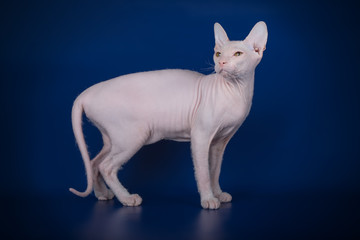 Don Sphynx cat on colored backgrounds