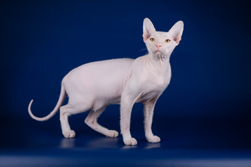 Don Sphynx cat on colored backgrounds