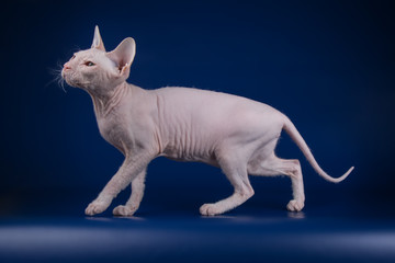 Don Sphynx cat on colored backgrounds