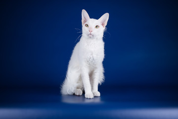 Don Sphynx cat on colored backgrounds