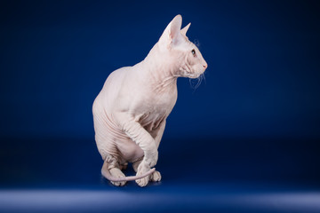 Don Sphynx cat on colored backgrounds