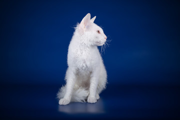 Don Sphynx cat on colored backgrounds