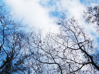 Fototapeta na wymiar 秋の空と木