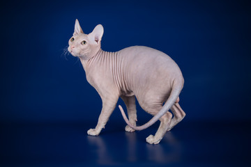 Don Sphynx cat on colored backgrounds
