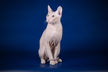 Don Sphynx cat on colored backgrounds