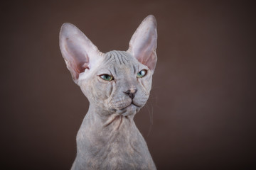 Don Sphynx cat on colored backgrounds