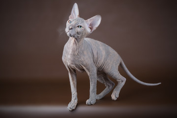 Don Sphynx cat on colored backgrounds