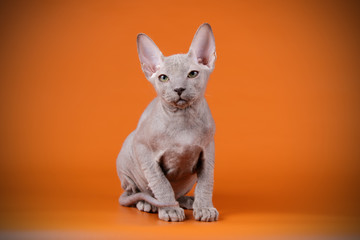 Don Sphynx cat on colored backgrounds