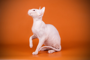 Don Sphynx cat on colored backgrounds