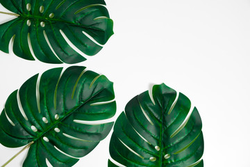 Tropical palm leaves Monstera on white background. Flat lay. Top view minimal concept.