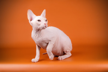 Don Sphynx cat on colored backgrounds