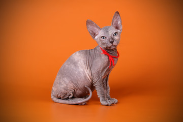 Don Sphynx cat on colored backgrounds